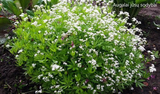 Lipikas kvapusis (Galium odoratum)